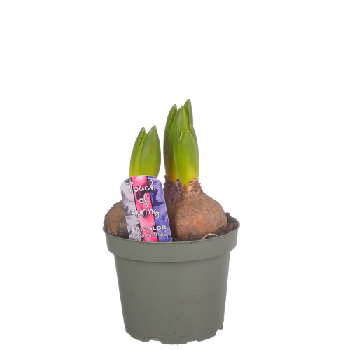 Гиацинт 3 рр триколор 25/12 см