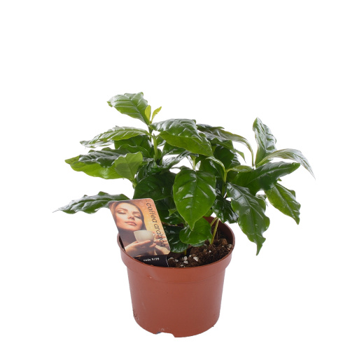 Кофе Арабика 30/12 см