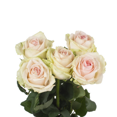 Марианна (5 шт) пс