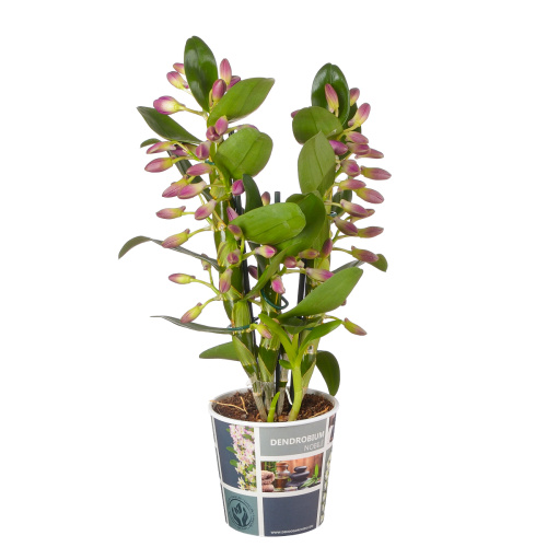 Орхидея дендробиум парпл рейн 2 цв 45/12 см