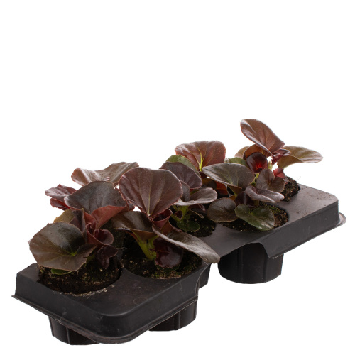 Рассада бегония вечноцветущая (х7)