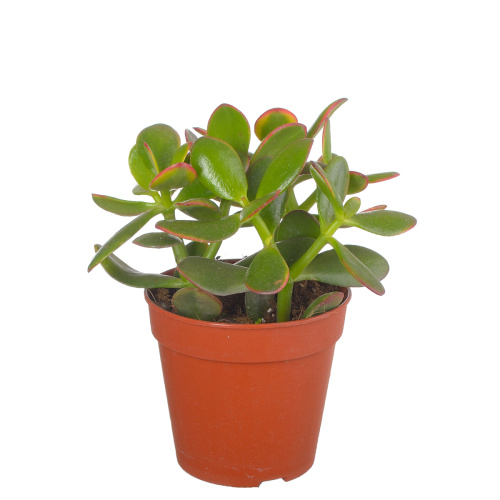 Крассула овата сансет 20/12 см