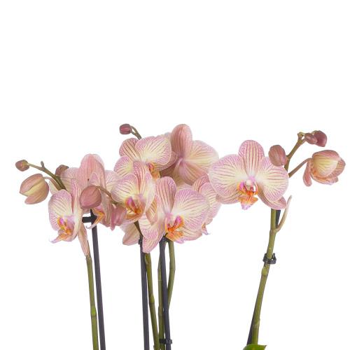 Орхидея фаленопсис варезе 4 цв 55/12 см
