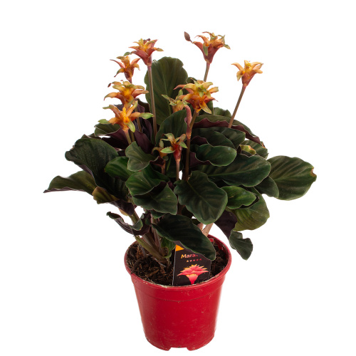 Калатея марадива 35/14 см