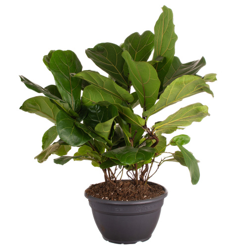 Фикус лирата 50/26 cv