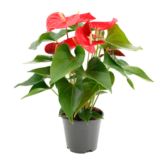 Антуриум каспар 50/14 см