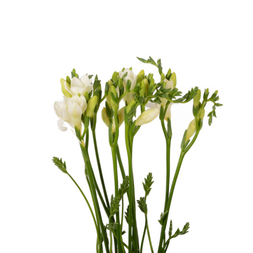 Фрезия Амбианс (10 шт)