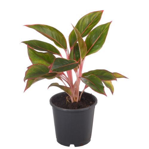 Аглаонема сиам аврора 40/13 см