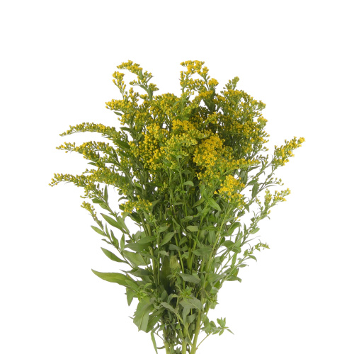 Солидаго (5 шт)