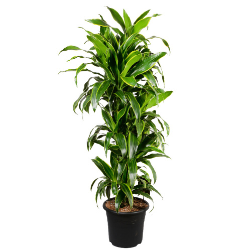 Драцена артуро 150/31 см