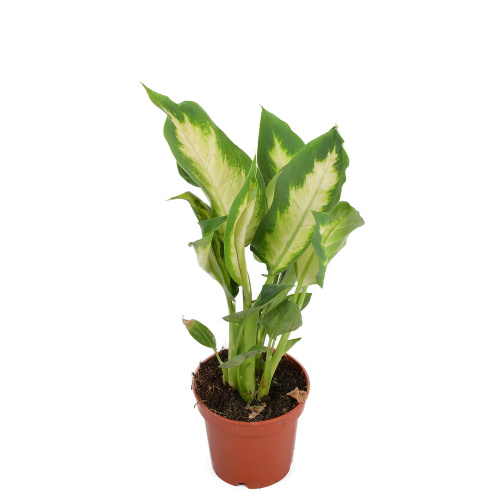 Диффенбахия Компакта 25/9 см