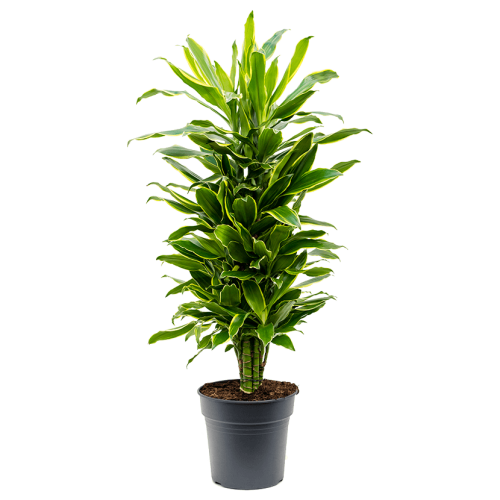 драцена голден кост разветвленная 120/27 см