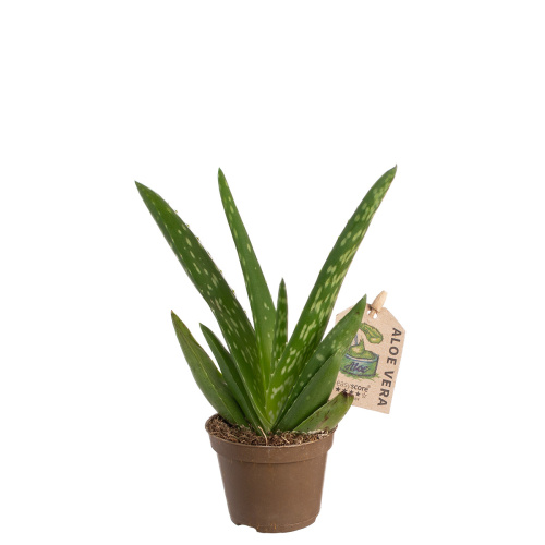 Алоэ вера 20/6 см
