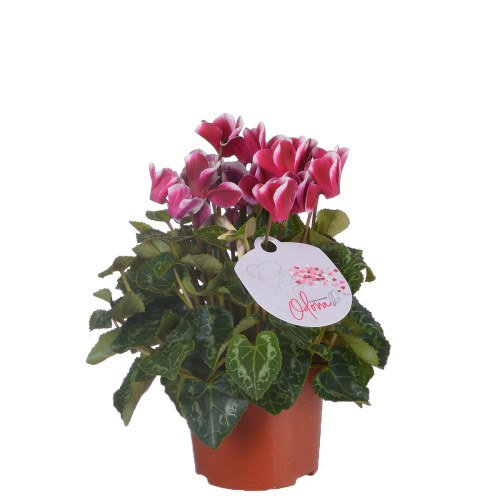 Цикламен фуджи 20/10 см