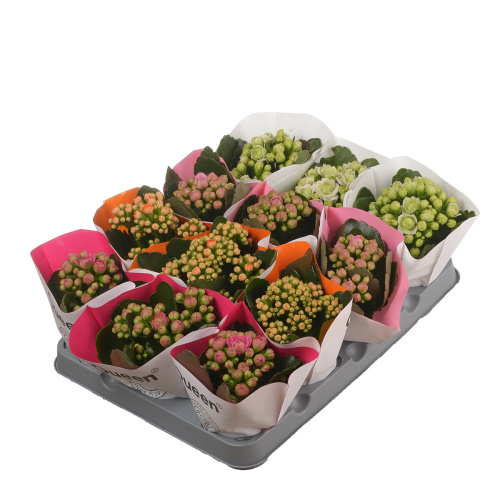 Каланхое махровое микс 15/6 см