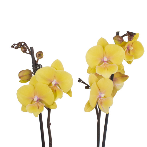 Орхидея фаленопсис глория 2 цв 65/12 см