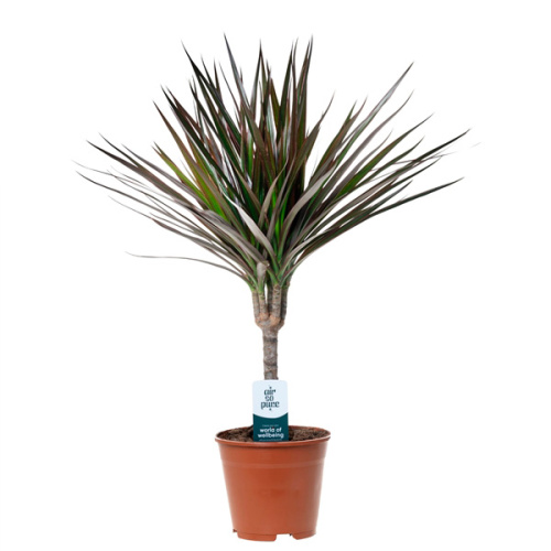 Драцена маджента штамб 55/14 см