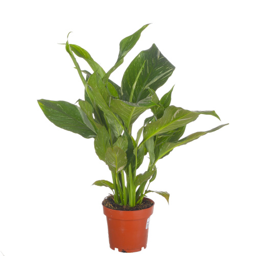 Спатифиллум даймонд 40/12 см