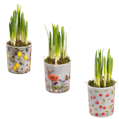 Нарцисс в деко кашпо 16/9 см