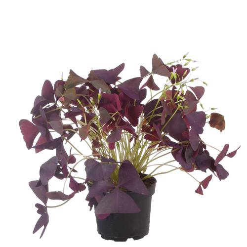 Оксалис майк ред 30/11 см