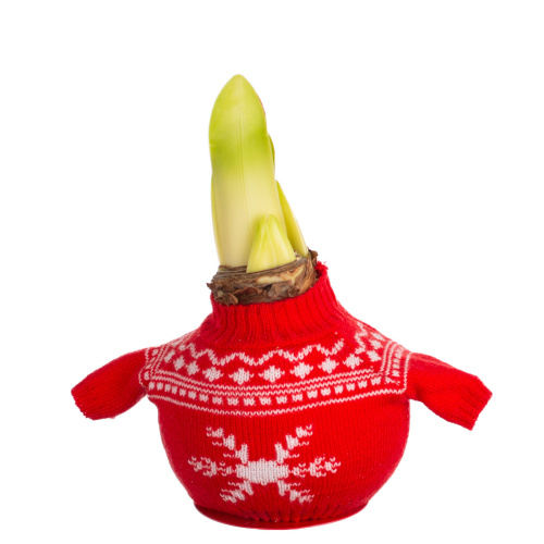 Гиппеаструм в воске свитер 20 см