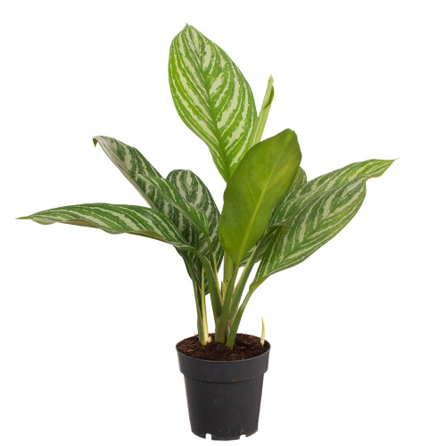 Аглаонема страйп 45/14 см